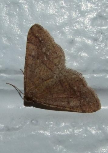 Réf. 215 327 : Agriopis marginaria